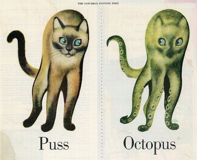 Puss or Octopus