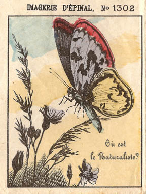 Schmetterling