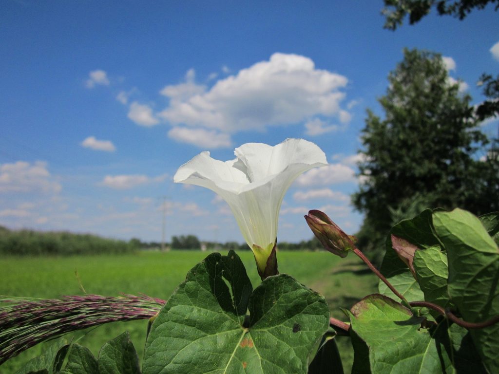 Echte Zaunwinde (Calystegia sepium) 