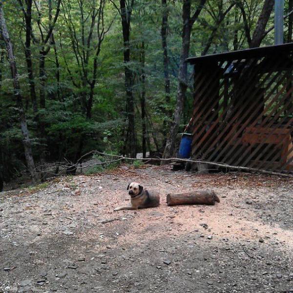 Zersägter Hund