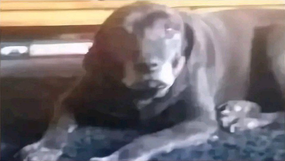 Hund oder Mann?