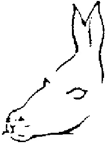 Robbe oder Esel